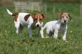 JACK RUSSEL 073